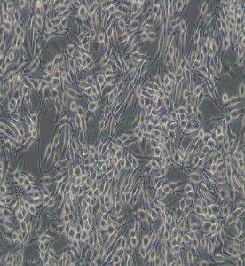 RBL-2H3大鼠嗜堿性細(xì)胞白血病細(xì)胞主圖