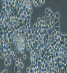 GH3大鼠垂體瘤細(xì)胞主圖