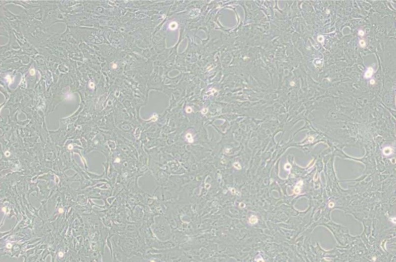 C8-D1A小鼠小腦星形膠質(zhì)細(xì)胞主圖