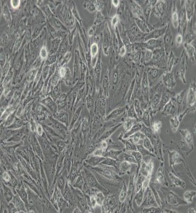 IBRS-2豬腎細胞主圖