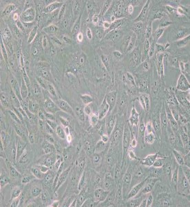 BS-C-1非洲綠猴腎細(xì)胞主圖