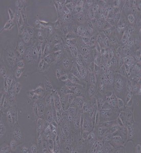 MDCK(NBL-2)犬腎細胞主圖