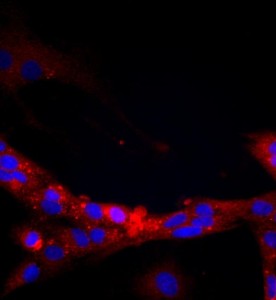 大鼠腎小球內(nèi)皮細胞主圖