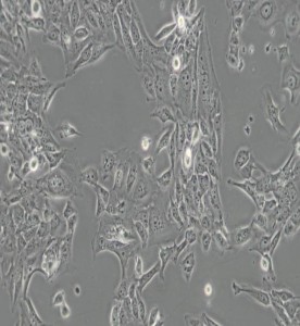 SV-HUC-1人輸尿管上皮永生化細胞主圖