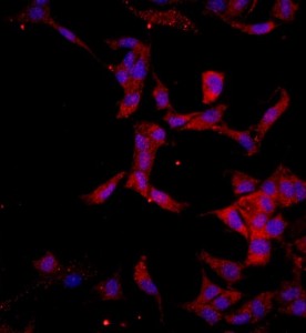 大鼠角膜內(nèi)皮細(xì)胞主圖
