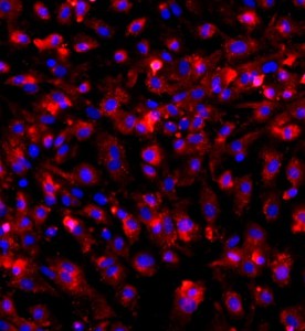 大鼠結腸黏膜上皮細胞主圖
