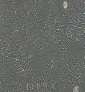 SW 1990人胰腺癌細胞(DMEM)主圖