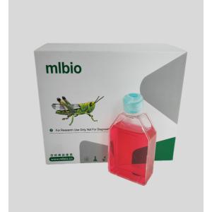 小鼠腦膜成纖維細(xì)胞主圖