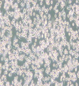 M-07e人巨細(xì)胞白血病細(xì)胞主圖