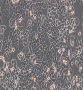 MDA-MB-468人乳腺癌細(xì)胞(L15)主圖