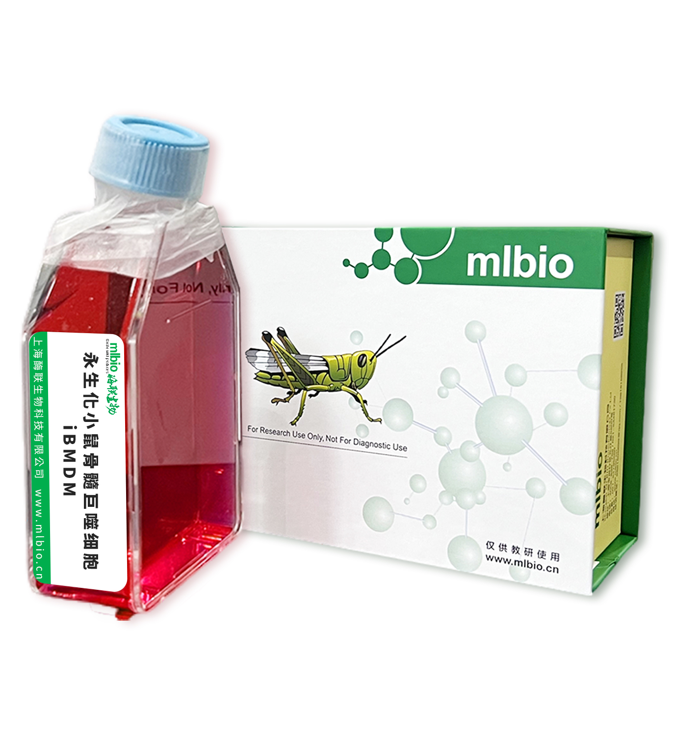 永生化小鼠骨髓巨噬細(xì)胞；iBMDM主圖