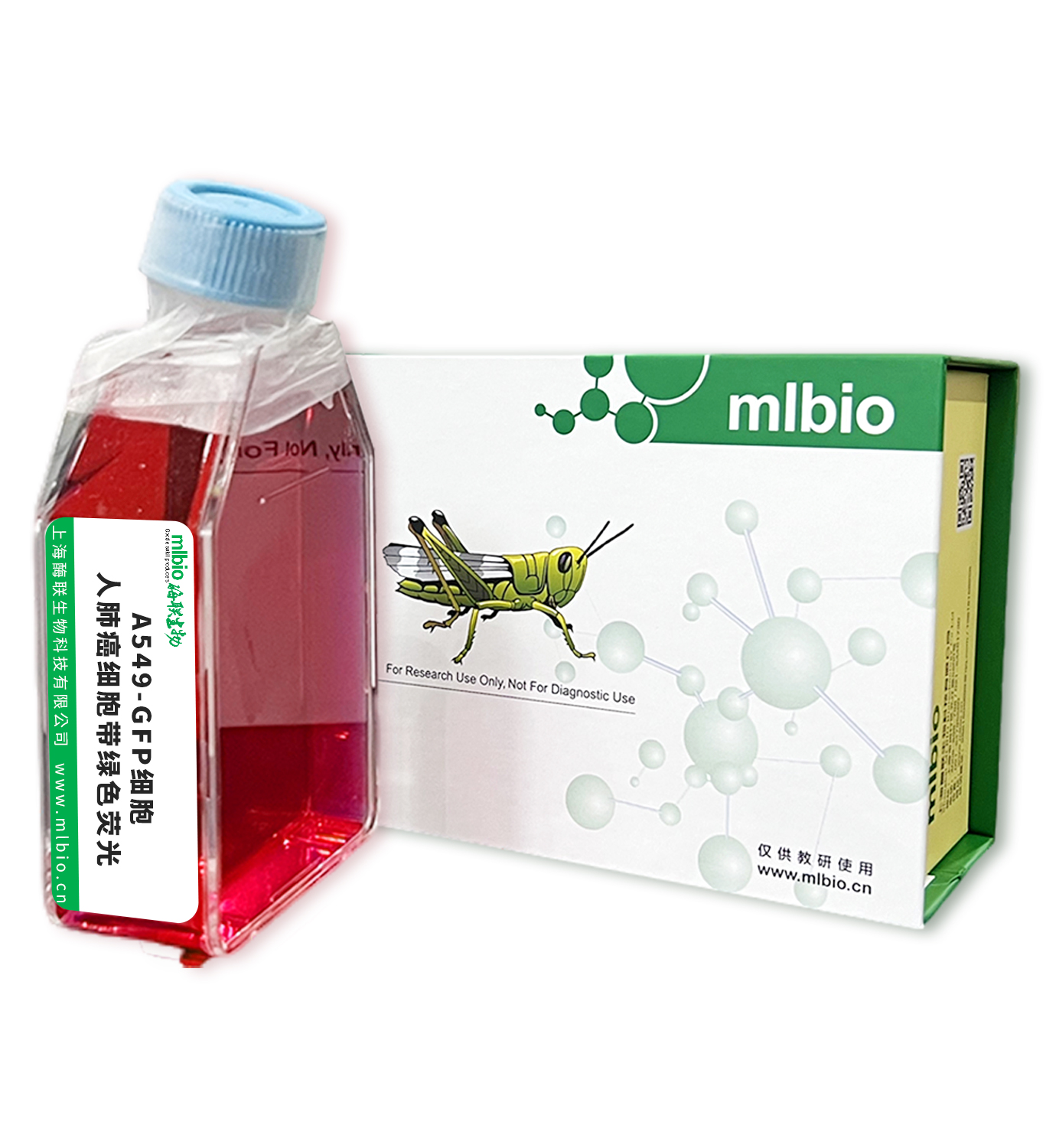 A549-GFP細(xì)胞 ; 人肺癌細(xì)胞帶綠色熒光主圖