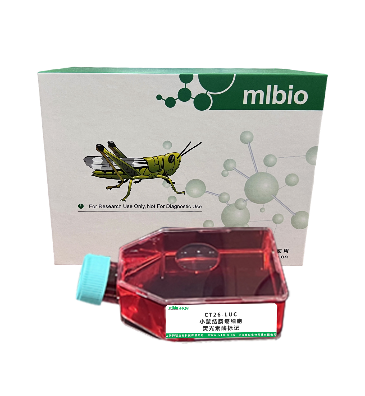 CT26-LUC/小鼠結腸癌細胞-熒光素酶標記主圖