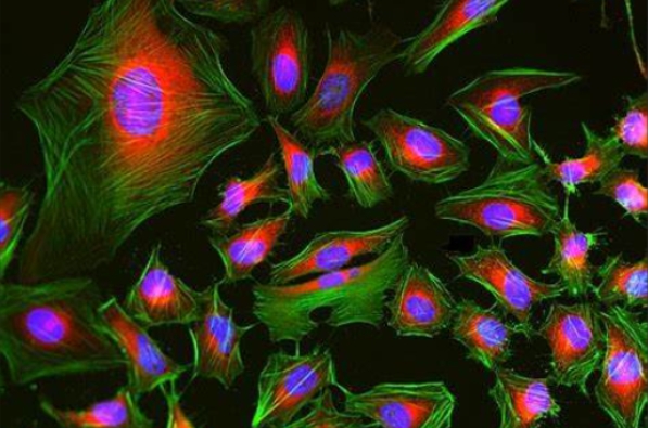 切片全景掃描（熒光單標雙色）主圖