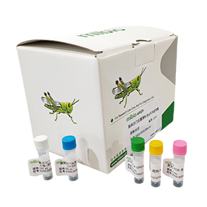 松皰銹病菌探針?lè)╭PCR試劑盒(不含內(nèi)參)主圖