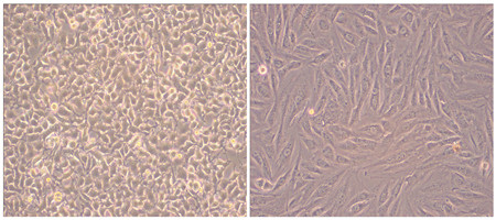 細(xì)胞效果圖