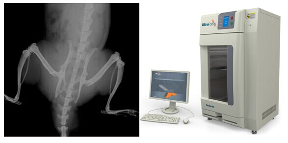 微量X光結(jié)果示意圖