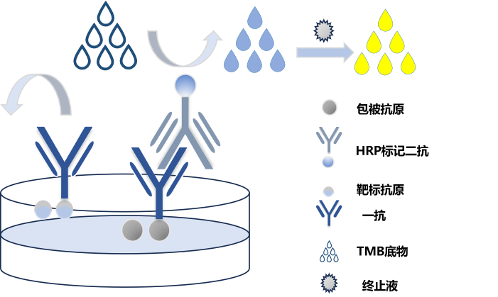 17α-羥基孕酮試劑盒原理